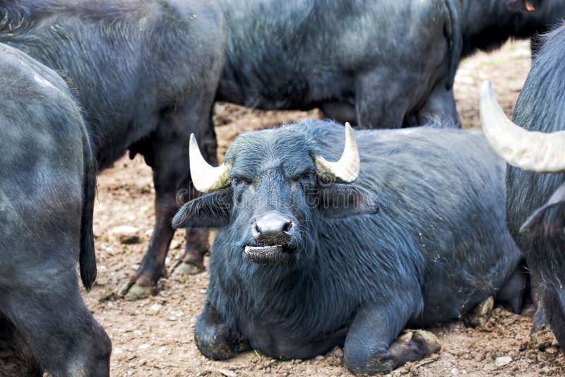 Buffalo animal on the farm stock image. Image of cultivate 92424957