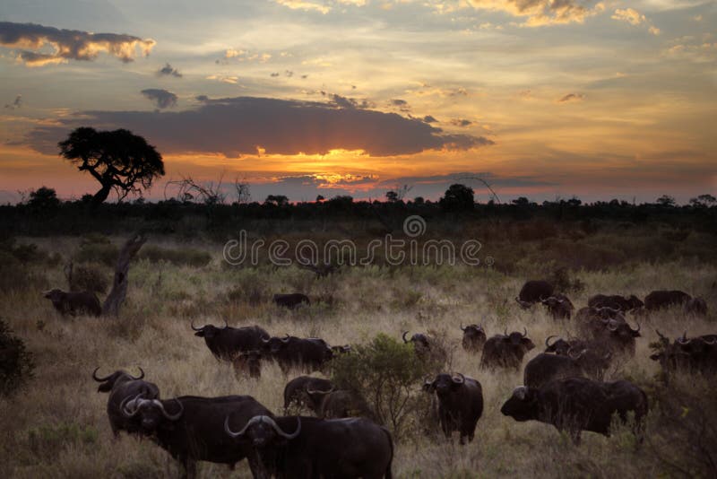 Buffalo au Botswana