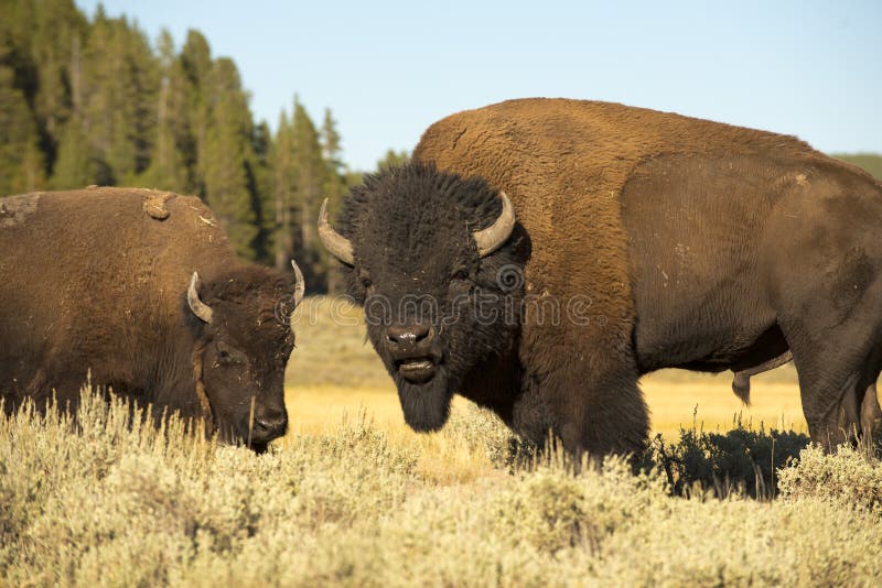 Buffalo Bison in Yellowstone royalty free stock photography