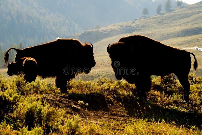 Buffalo Bison in Yellowstone sunset
