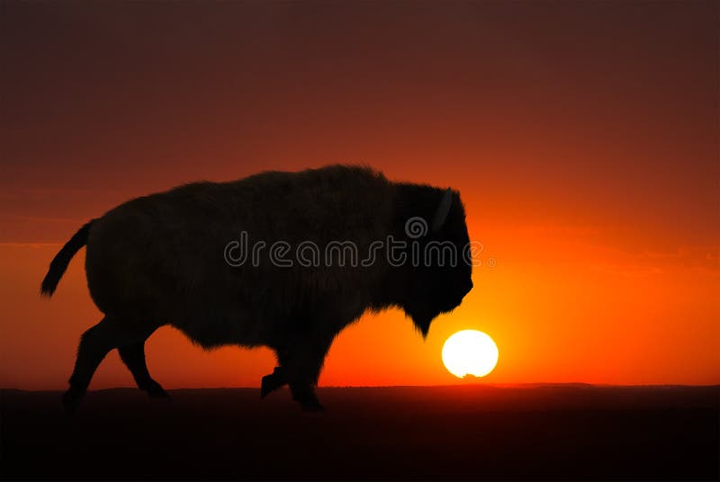 Buffalo, bisonte, alba, tramonto, fondo