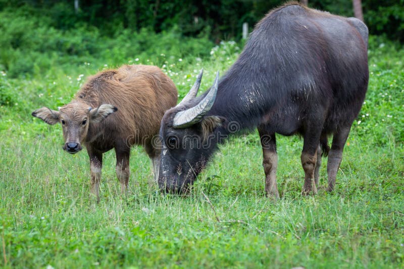 Pidgin bestille Modtagelig for Buffalo Mothers Photos - Free & Royalty-Free Stock Photos from Dreamstime