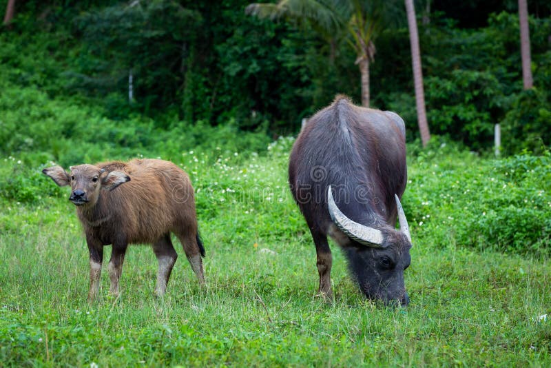 Buffalo Mothers Photos - & Royalty-Free Photos from Dreamstime