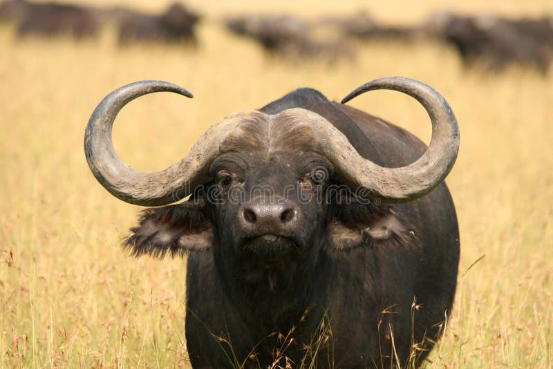 Buffalo Bull