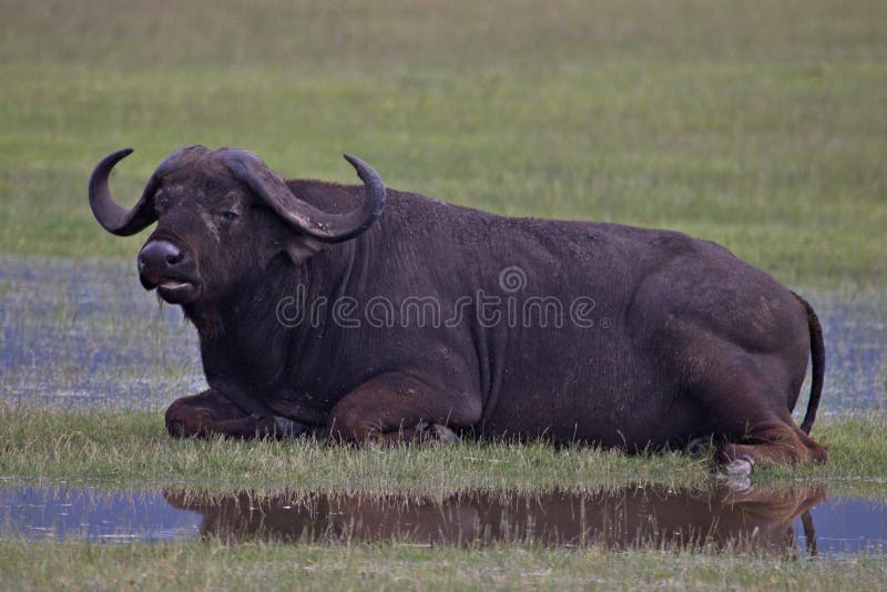 Buffalo, Cape, Serengeti Plains, Tanzania, Africa