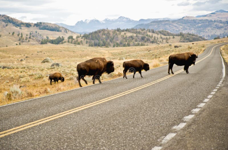 Buffalo crossing the road stock photo. Image of roadway 24525770