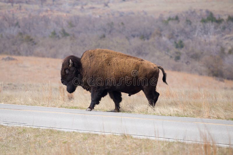 Buffalo Crossing Road In Oklahoma. A large buffalo is crossing the road in Witchita Mountains Wildlife Reserve royalty free stock photography Buffalo Crossing Road In Oklahoma. A large buffalo is crossing the road in Witchita Mountains Wildlife Reserve royalty free stock photography