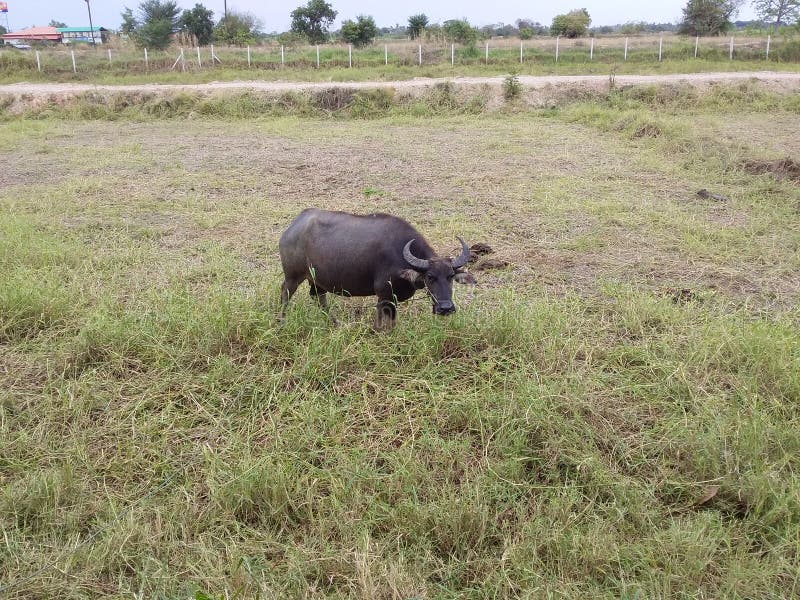 Buffalo dans le domaine photo stock Buffalo dans le domaine photo stock