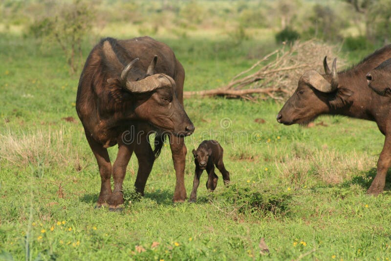 Buffalo de mère et de chéri photo stock Buffalo de mère et de chéri photo stock