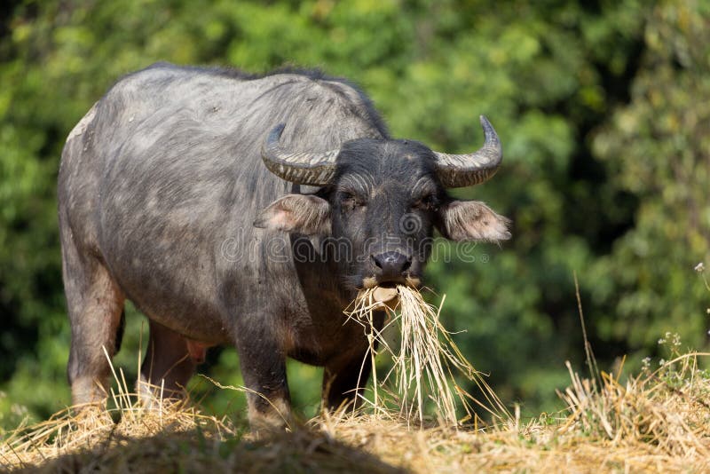 Buffalo eating hay stock image. Image of horned, farming 53632417