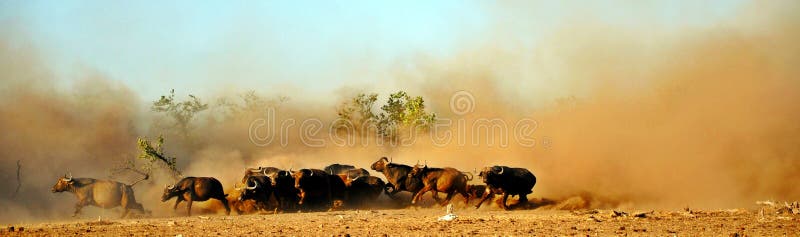 Buffalo et poussière de cap images stock Buffalo et poussière de cap images stock