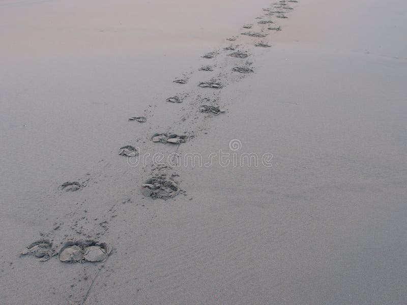 Buffalo Foot Prints On Beach Stock Photo - Image of continue, found ...