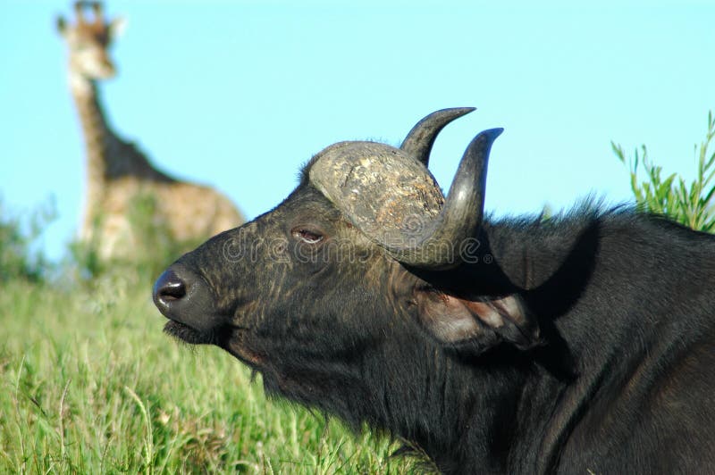 Buffalo and Giraffe royalty free stock photography Buffalo and Giraffe royalty free stock photography