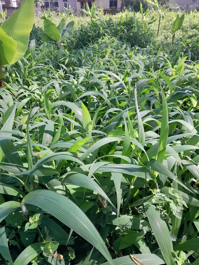 Buffalo eat grass stock image. Image of buffalo, animal 276636323