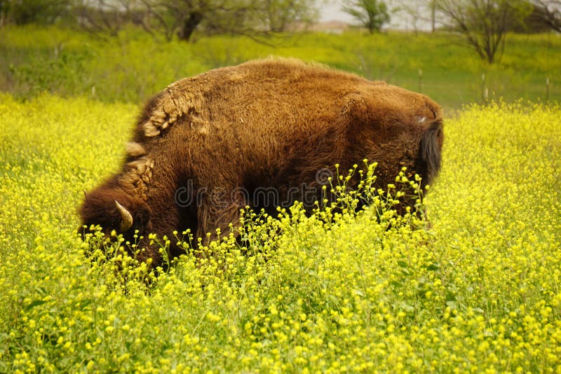 Tall grass at seed. stock photo. Image of seed, grass 35336706
