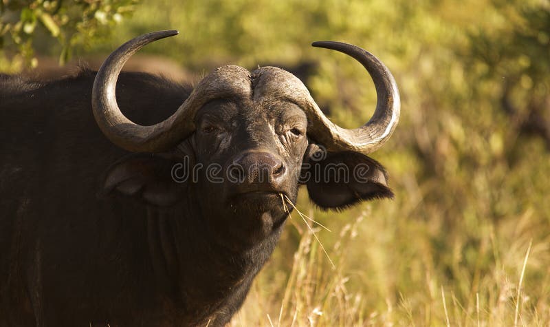 Buffalo grazing on some grass looking at the photo