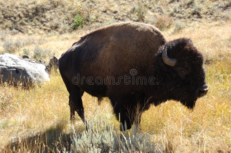 Buffalo Hanging Out