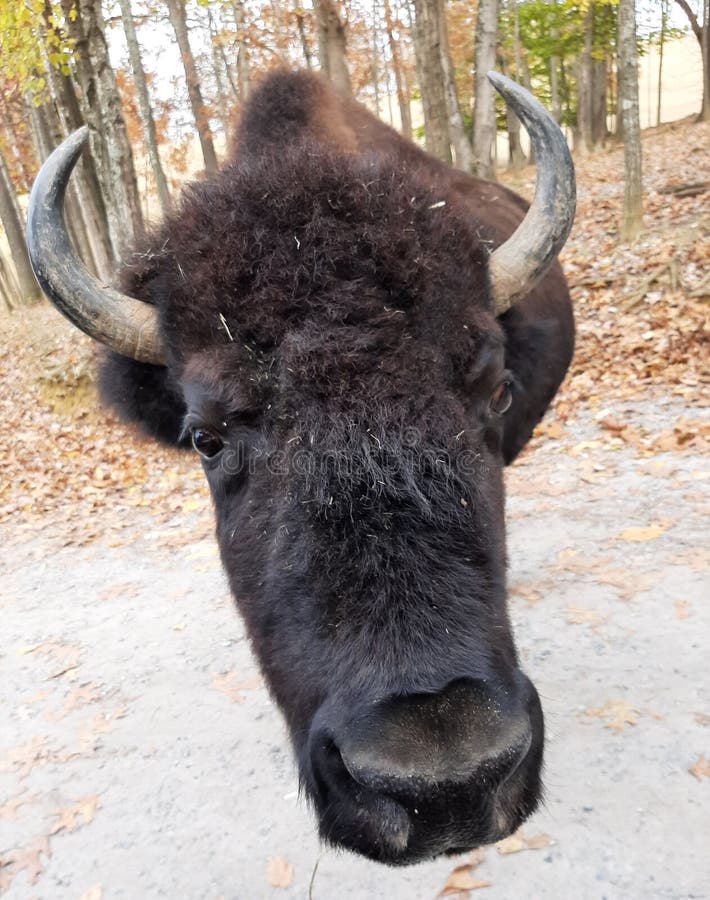 11,771 Buffalo Head Stock Photos Free & RoyaltyFree Stock Photos