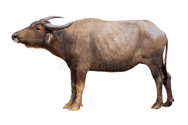 Buffalo Isolated on the White Background Thai on White Buffalo in Thailand Stock Image Image of buffalo, countryside: 142117243