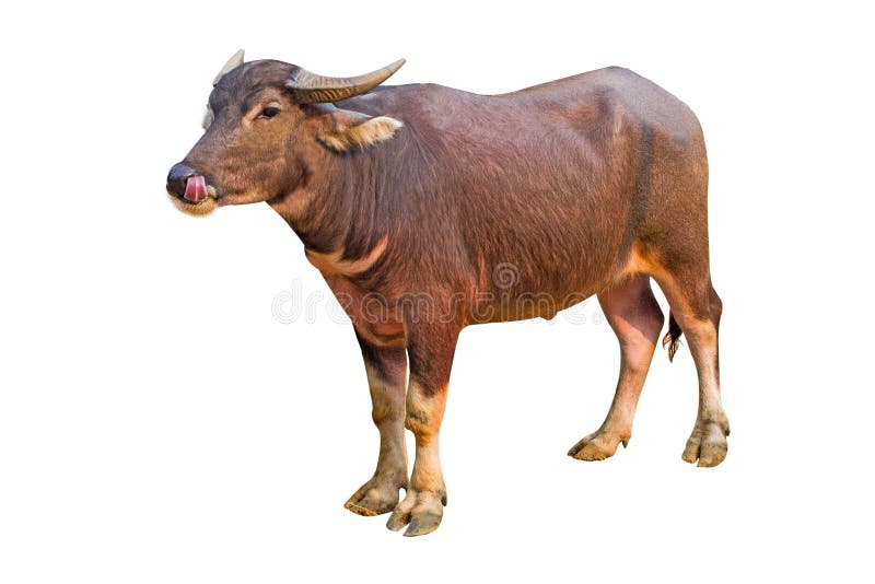 Buffalo Isolated on the White Background Thai on White Background Buffalo in Thailand Stock Image - of front, africa: 142117255