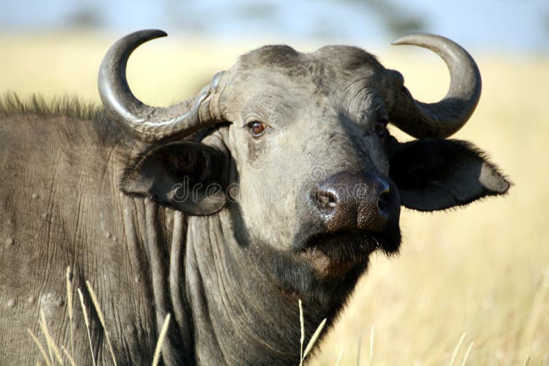 Buffalo (Kenya)