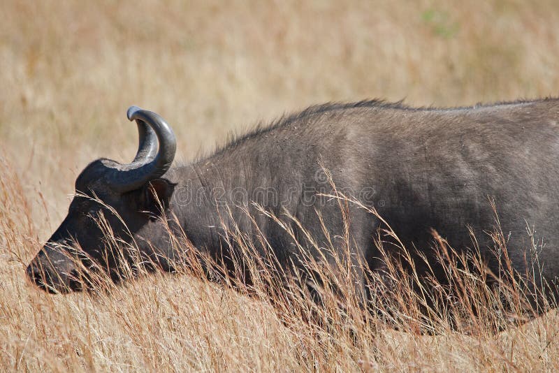 Long horned buffalo stock photo. Image of cattle, india 47456756