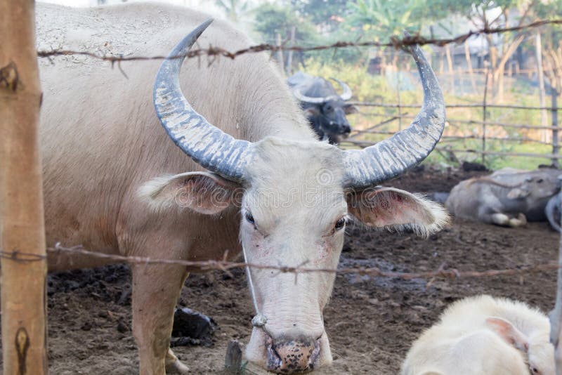 Buffalo stock photo. Image of horn, asia, dirt, domestic - 136748902