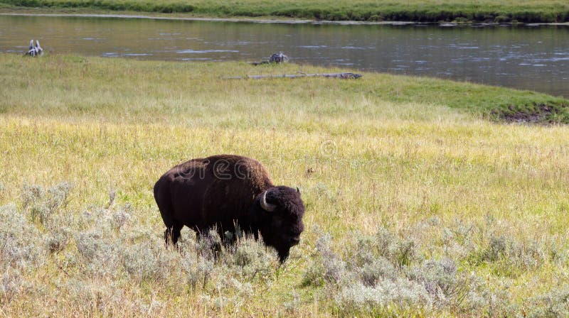 Buffalo nordamericana che pasce nel campo con il fiume nel fondo fotografia stock Buffalo nordamericana che pasce nel campo con il fiume nel fondo fotografia stock