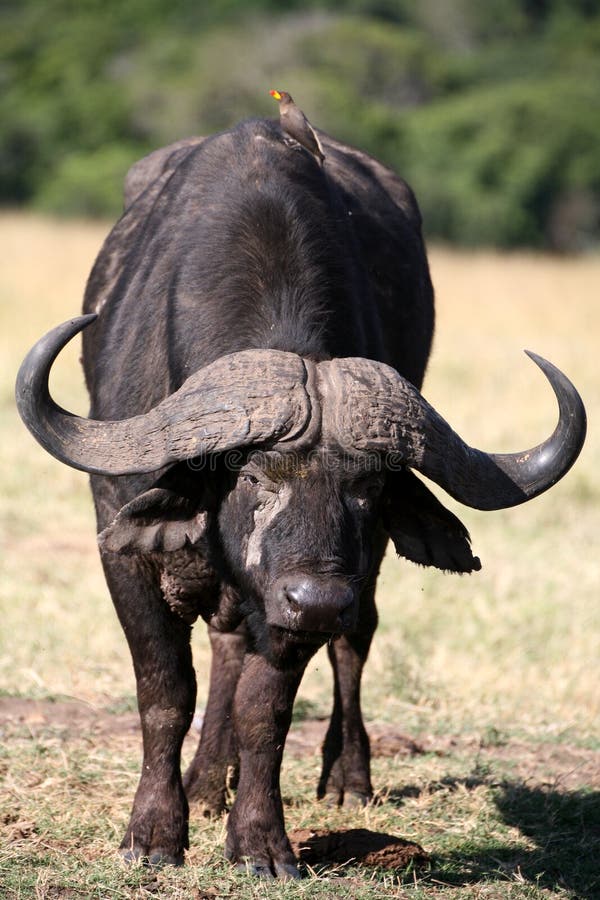 Buffalo and Oxpecker (Kenya)