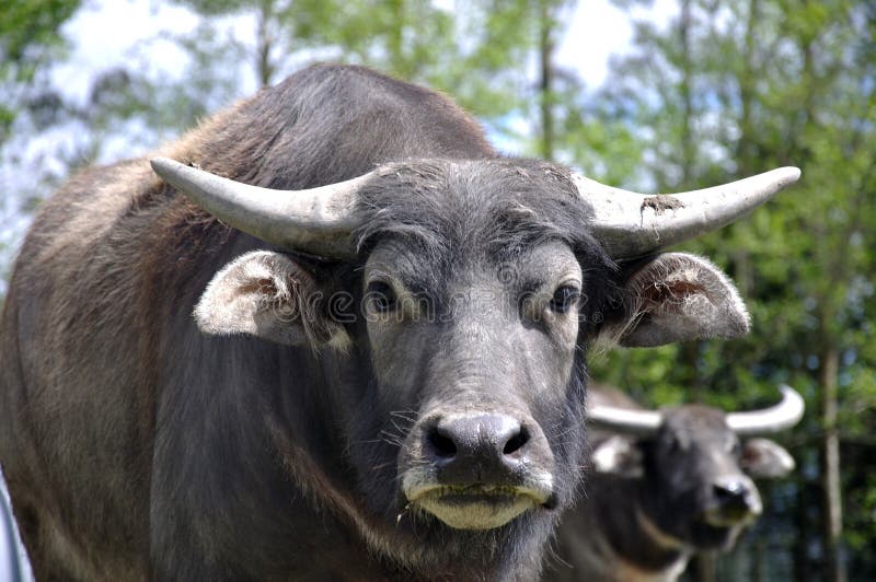 Buffalo stock photo. Image of asia, indian, lanka, animal - 37262156