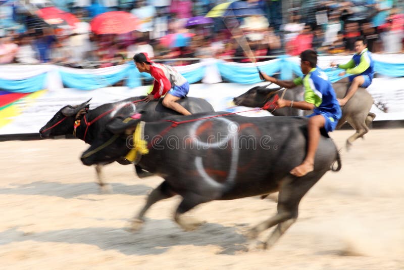 Buffalo race