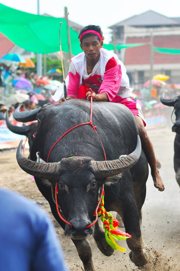 Buffalo Racing Festival, Thailand