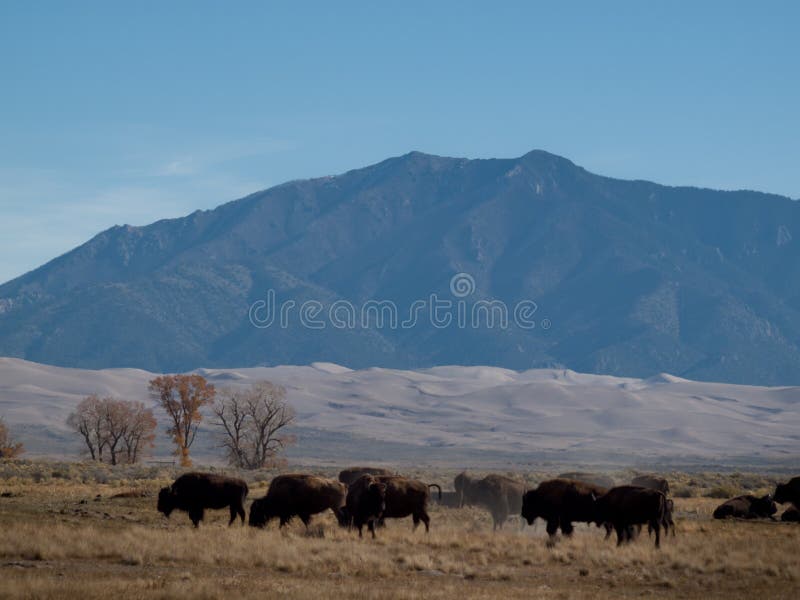 Buffalo Ranch stock image. Image of valley, domestic 21863591