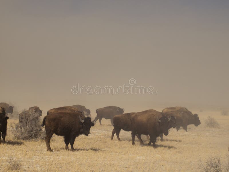Buffalo Ranch stock photo. Image of herd, valley, alamosa 24085474