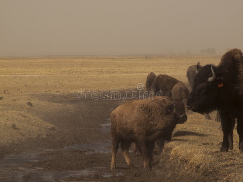 Buffalo Ranch stock photo. Image of horns, prairie, herd 24085606