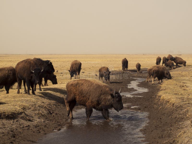Buffalo Ranch stock photo. Image of river, plain, valley 24085622
