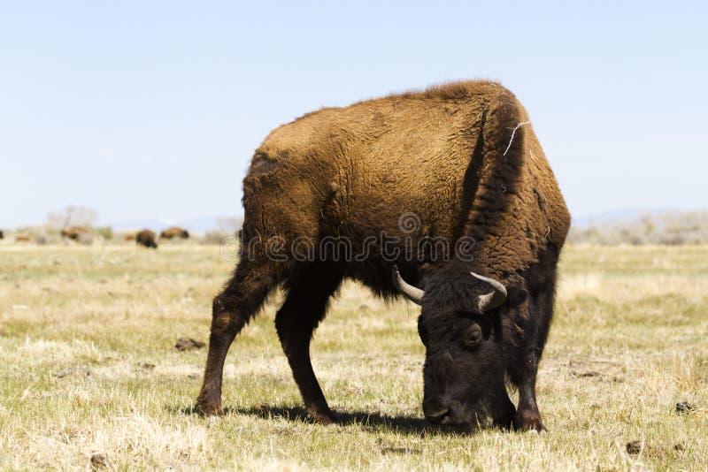 Buffalo ranch stock photo. Image of bison, great, american 30825462