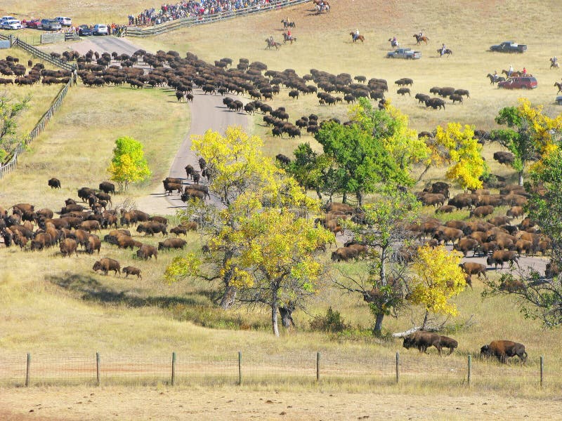 Custer State Park Buffalo Roundup 2024 Audra Candide