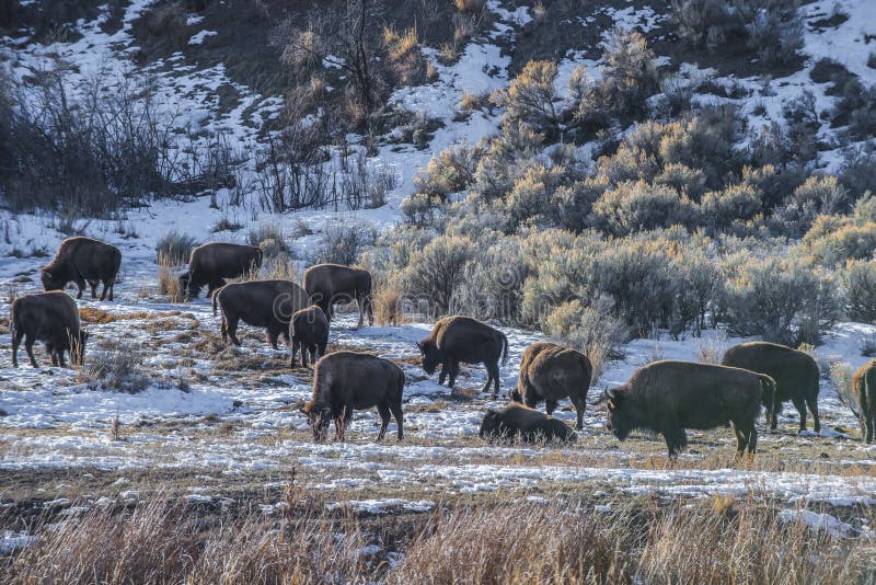 Buffalo sauvage en hiver - parc national de Yellowstone images libres de droits Buffalo sauvage en hiver - parc national de Yellowstone images libres de droits