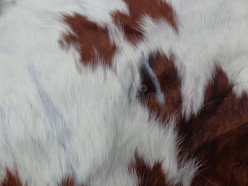 Buffalo skin pattern stock photo. Image of large, spotted 77351310