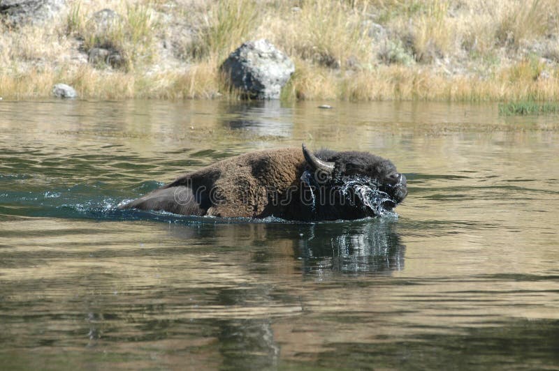 Buffalo swimming