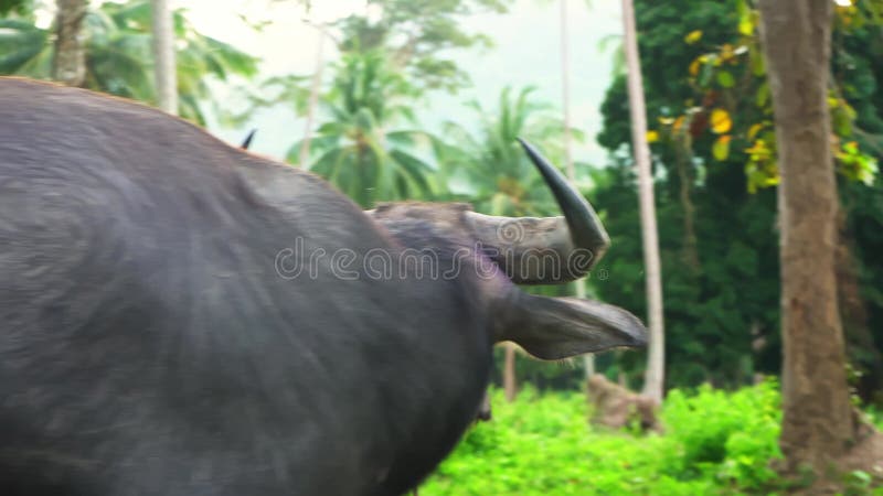Young Black Buffalo Bull With Big Ears And Sharp Horns, A Ring And Rope In  His Nose Stands On White Hooves In A Bright Green Grass Field With Dry  Weeds In The