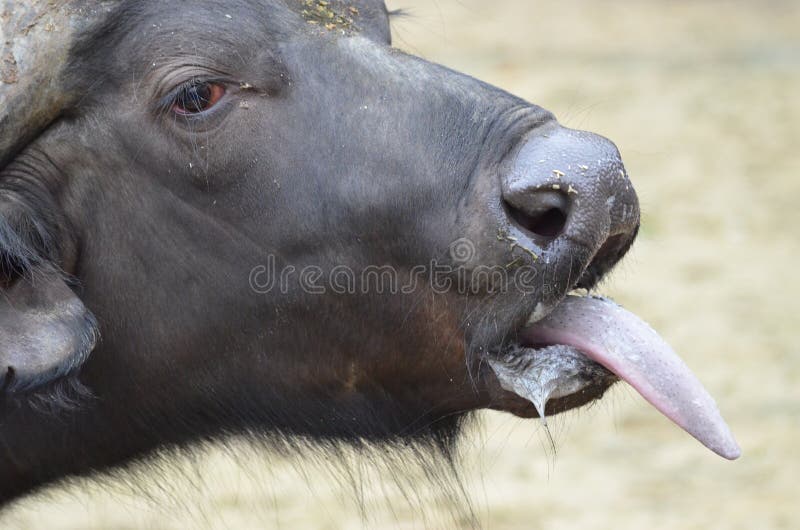 Picket Vil strå 459 Buffalo Tongue Photos - Free & Royalty-Free Stock Photos from Dreamstime