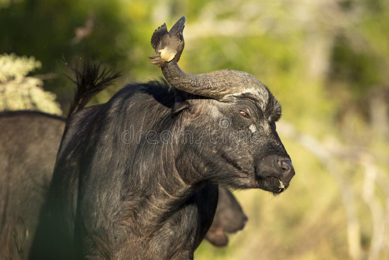 Buffalo uderza w woskowca z rogiem w kruger park w południowej afryce. Jedząc trawę bawół uderza w latającego wox pecker z prawą rogiem w kruger park południowa afryka