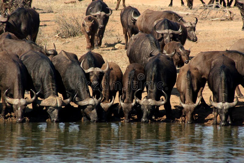 Buffalo Watering