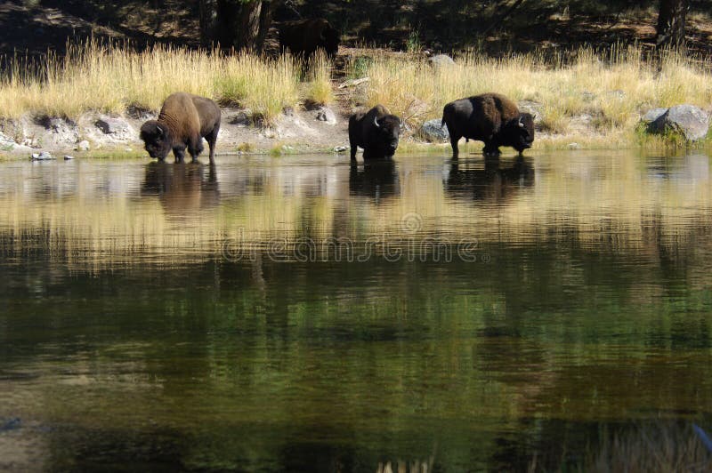 Buffalo at the watering hole