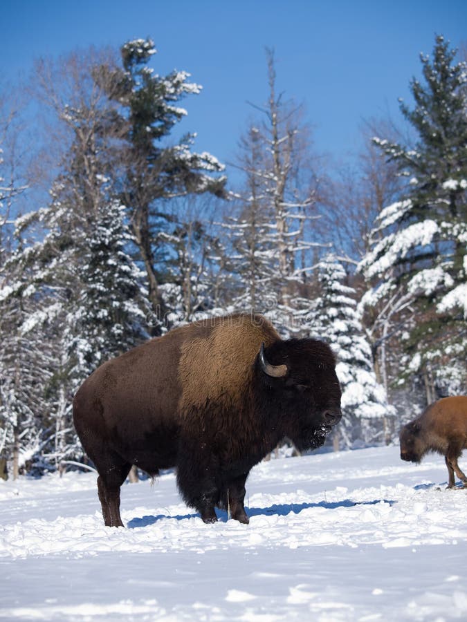 Buffalo in winter royalty free stock photos