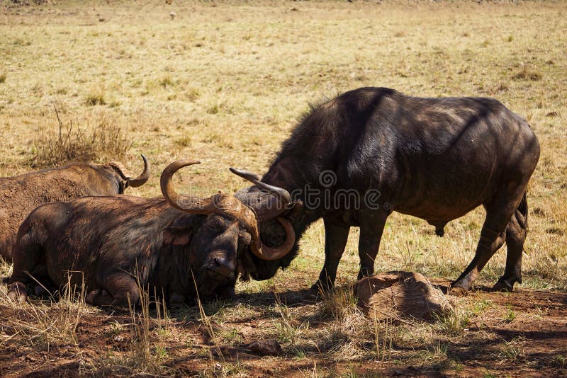 Buffalo ακρωτηρίων που στηρίζεται και που καλλωπίζει Buffalo ακρωτηρίων που στηρίζεται και που καλλωπίζει