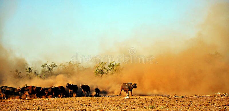 Buffalo ακρωτηρίων & σκόνη, Ζιμπάμπουε
