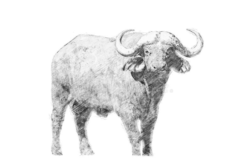 Buffalo. Black and white sketch with pencil. Buffalo. Black and white sketch with pencil